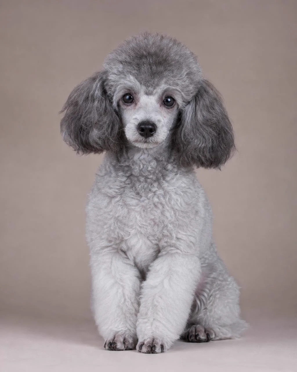 Miniature Poodle puppy available at Lu's Pups